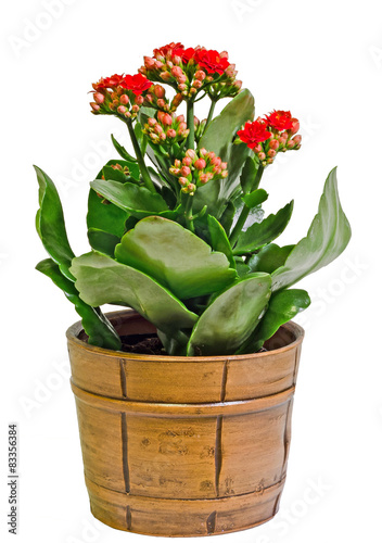 Red Calandiva flowers in a brown rustic vase photo