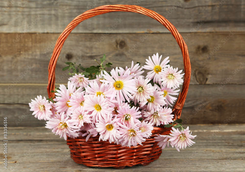 Lilac chrysanthemums in basket on grey wooden background Lilac chrysanthemums in basket on grey wooden background