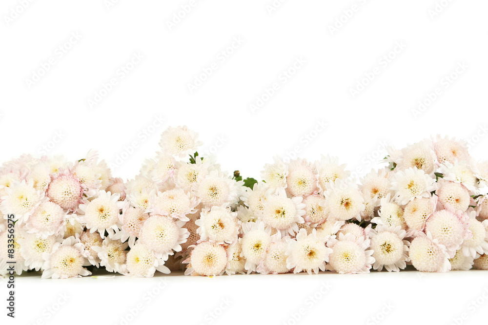 Beautiful white chrysanthemums on white background
