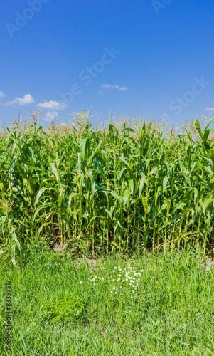 Field corn