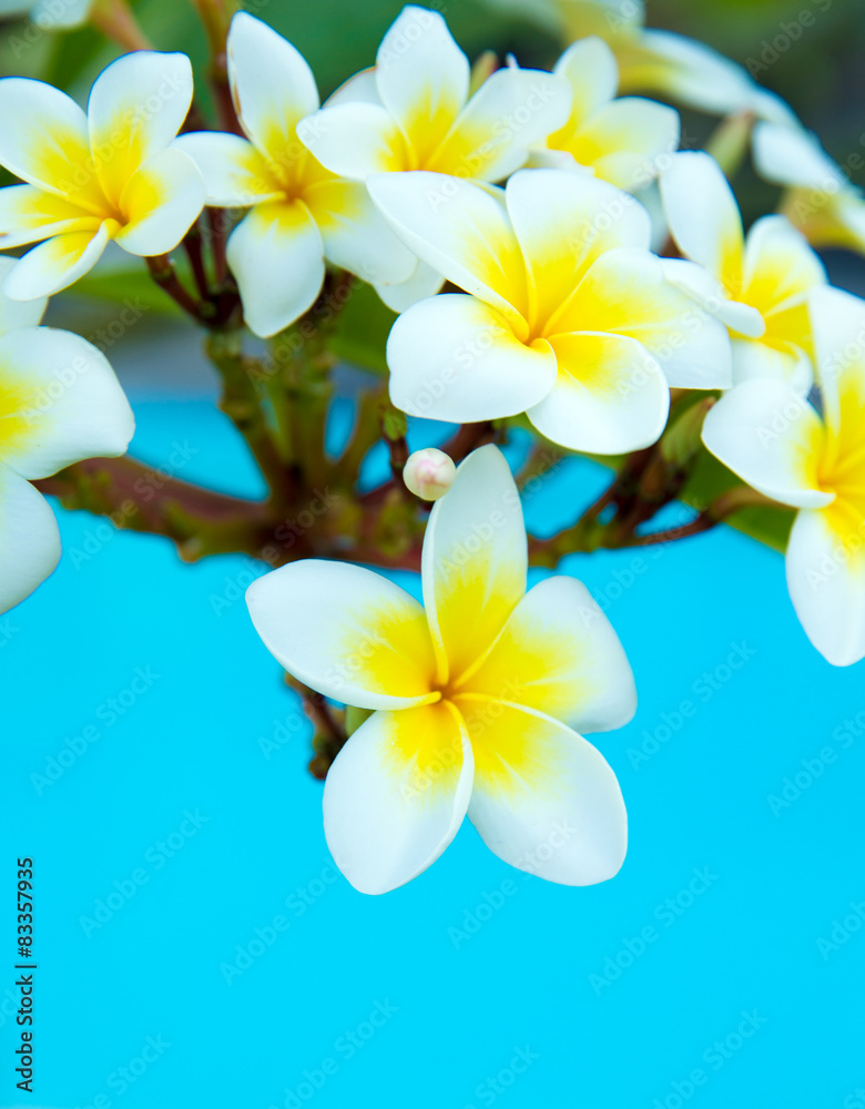 Fototapeta premium Frangipani flowers