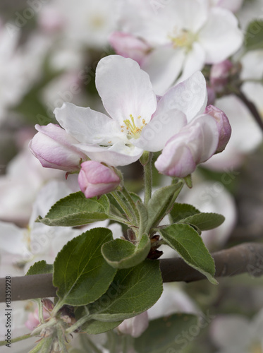 Spring flowers of apple.