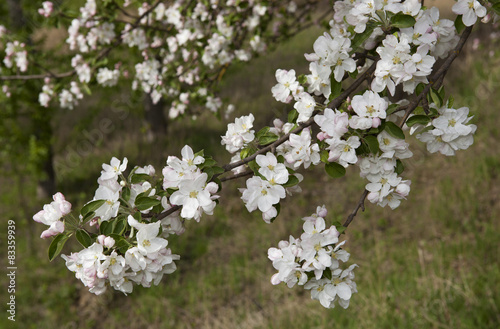 Spring flowers of apple.