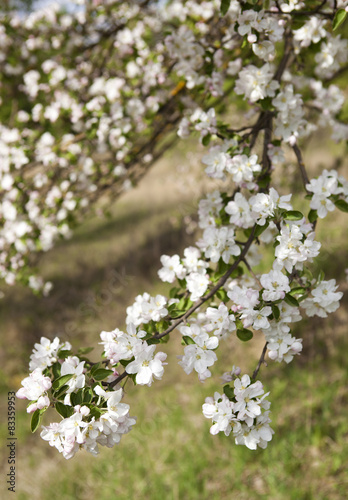 Spring flowers of apple.