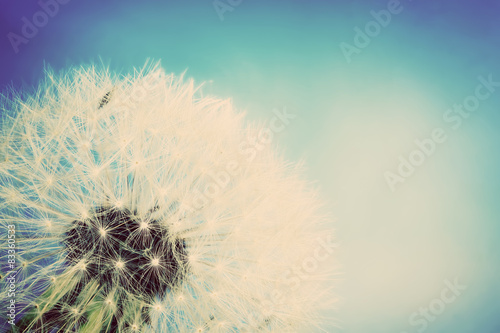 Close-up of dandelion, blue sky. Vintage spring background