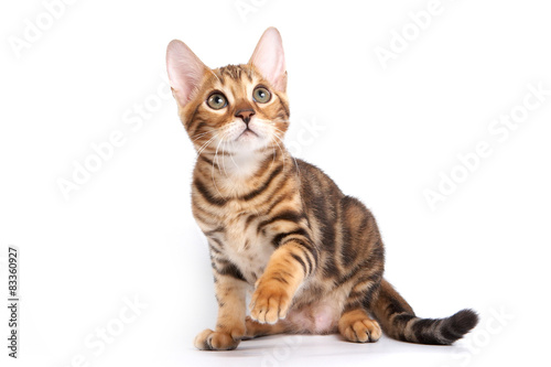Bengal kitten sitting with paw raised and looking up  © Dixi_