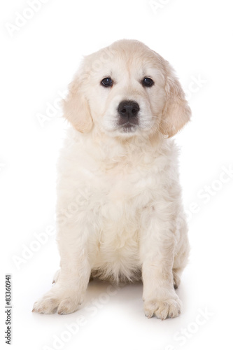 Golden retriever puppy sitting and looking at the camera 