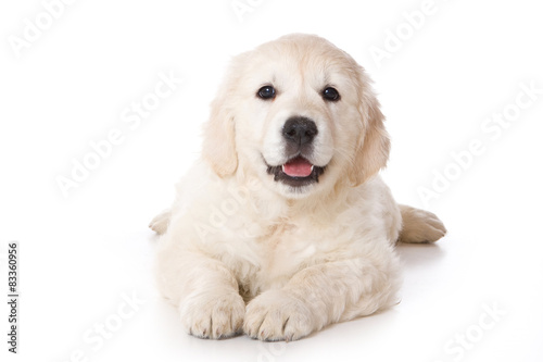 Golden retriever puppy lying and looking at the camera 