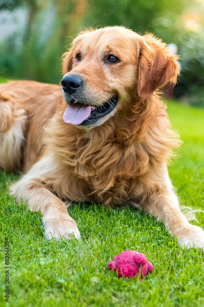 Happy golden retriever with her favorite red ball