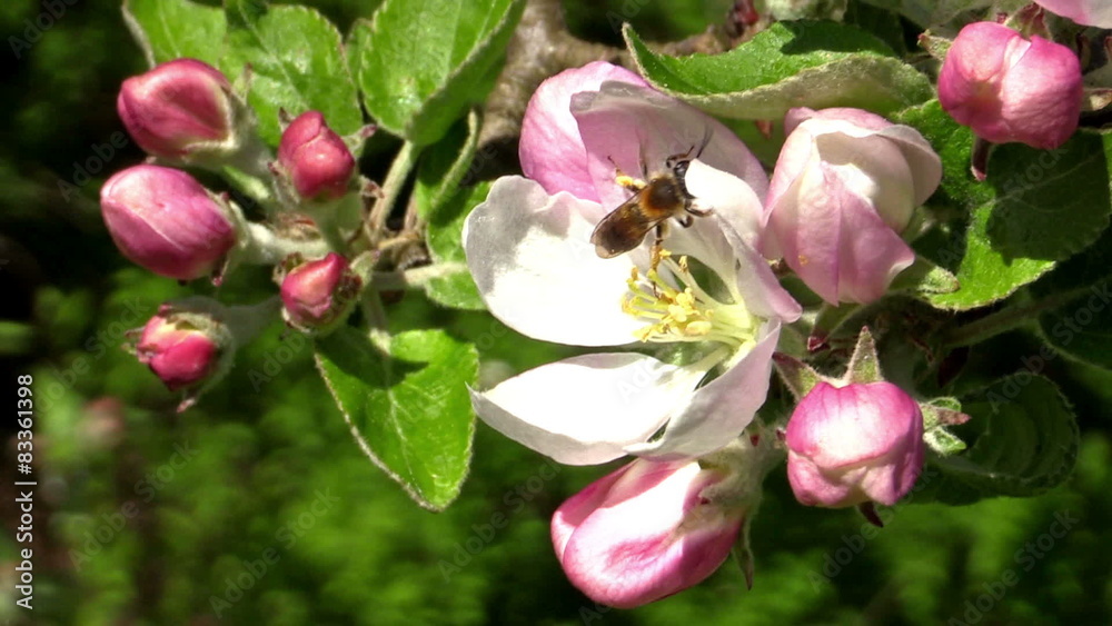 A wild mining bee (Andrena) A wild mining bee (Andrena)