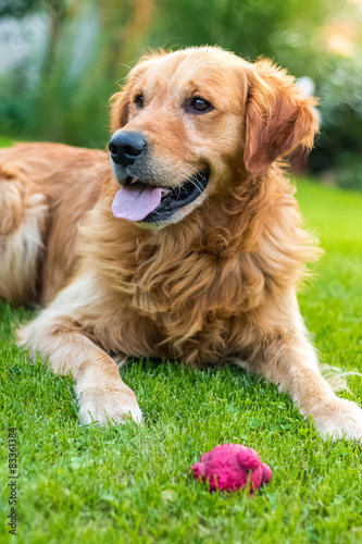 Happy golden retriever with her favorite red ball