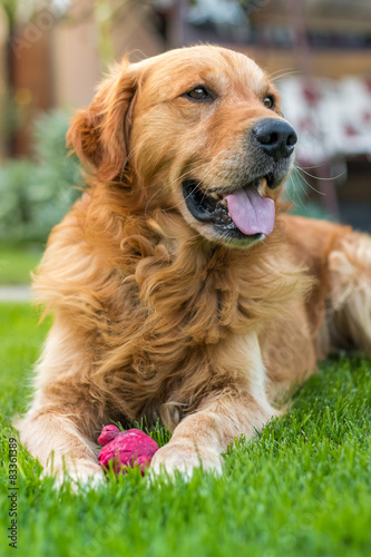 Happy golden retriever lying on the grass with her favorite toy