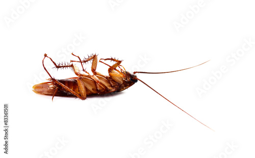 Cockroach isolated on white background © siwaporn999