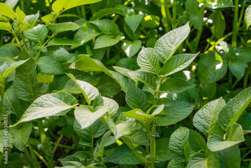 Piante di Patate, foglie, coltivare agricoltura photo