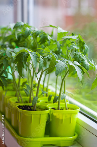 Tomato seedlings in pots on the window