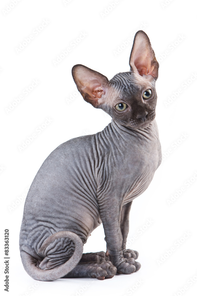 Sphinx kitten sitting and looking at the camera Sphinx kitten sitting and looking at the camera