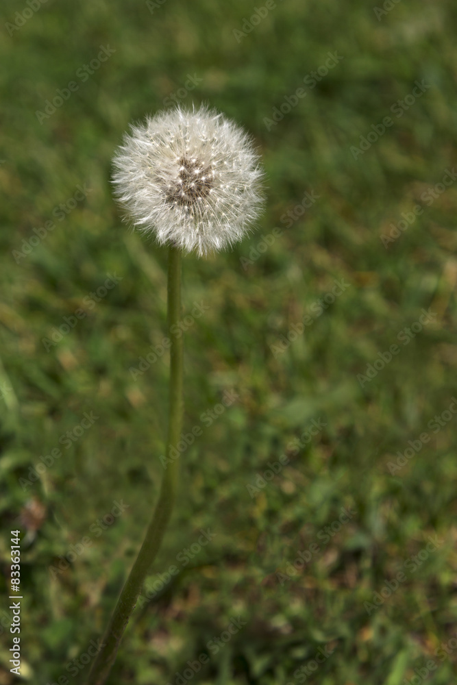 Dandelion in fluffy seed stage