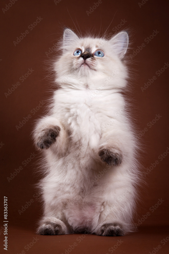 Siberian Kitten standing on hind legs and looking up
