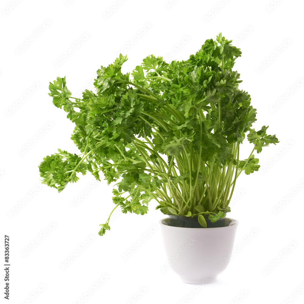 Petroselinum crispum parsley plant isolated Petroselinum crispum parsley plant isolated