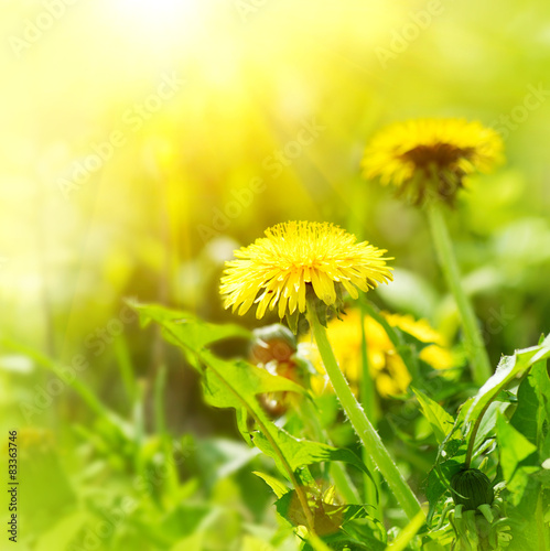 Fototapeta Naklejka Na Ścianę i Meble -  Dandelion flowers growing on spring field