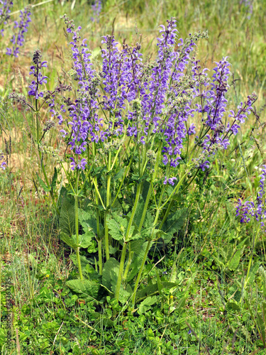 Fototapeta Naklejka Na Ścianę i Meble -  Wiesensalbei
