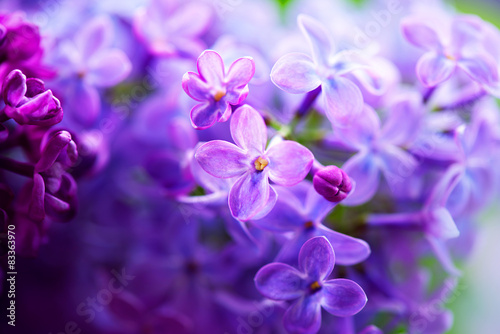 Beautiful violet lilac flower closeup