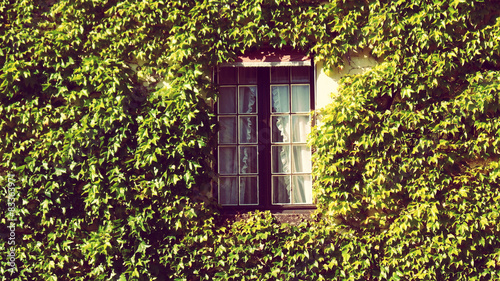 Romantic Window with Green Plants
