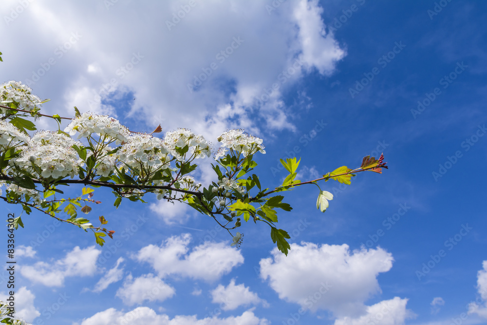 Twig of a blooming hawthorn against a cloudy sky Twig of a blooming hawthorn against a cloudy sky
