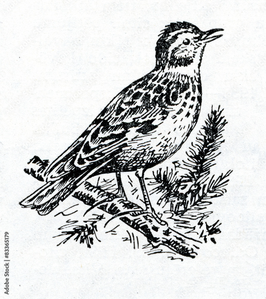 Fototapeta premium Woodlark (Lullula arborea)