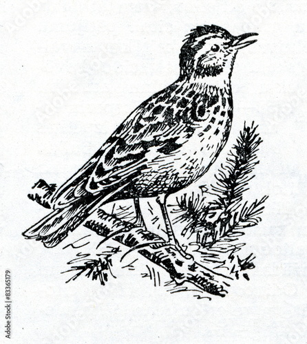 Woodlark (Lullula arborea)