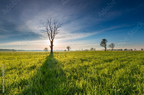 Morning over green field with dead tree