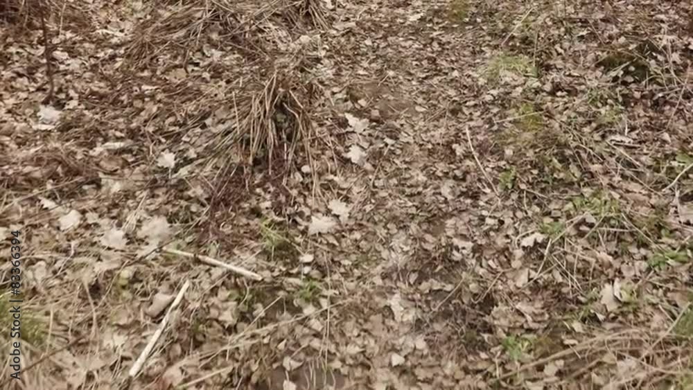 slow motion forest ground view when walking shot with stabilizer slow motion forest ground view when walking shot with stabilizer