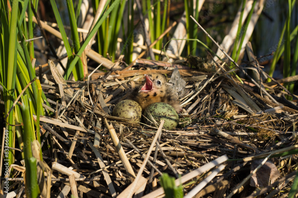 Bird's nest in natural habitat. Bird's nest in natural habitat.