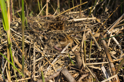 Bird's nest in natural habitat.