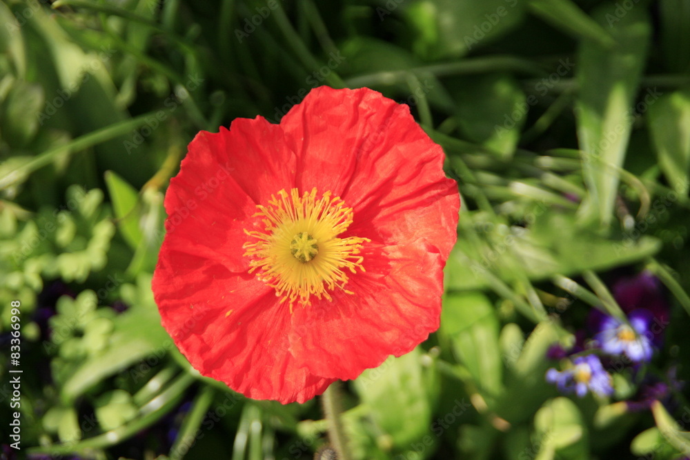 Red flower in a garden Red flower in a garden