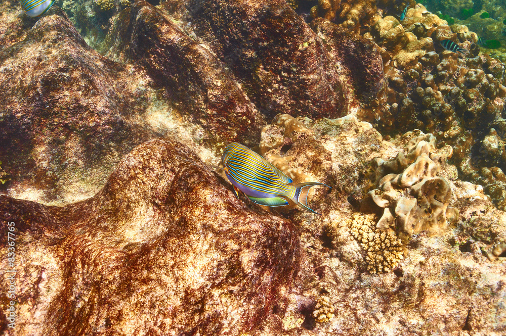 Coral reef and fish Coral reef and fish