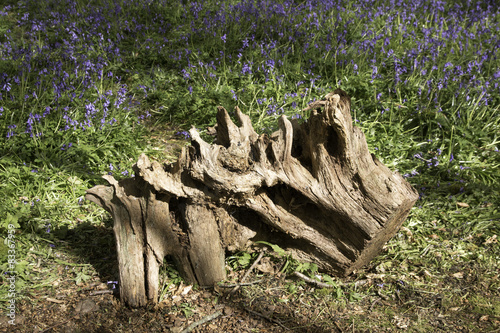 Log in bluebells photo