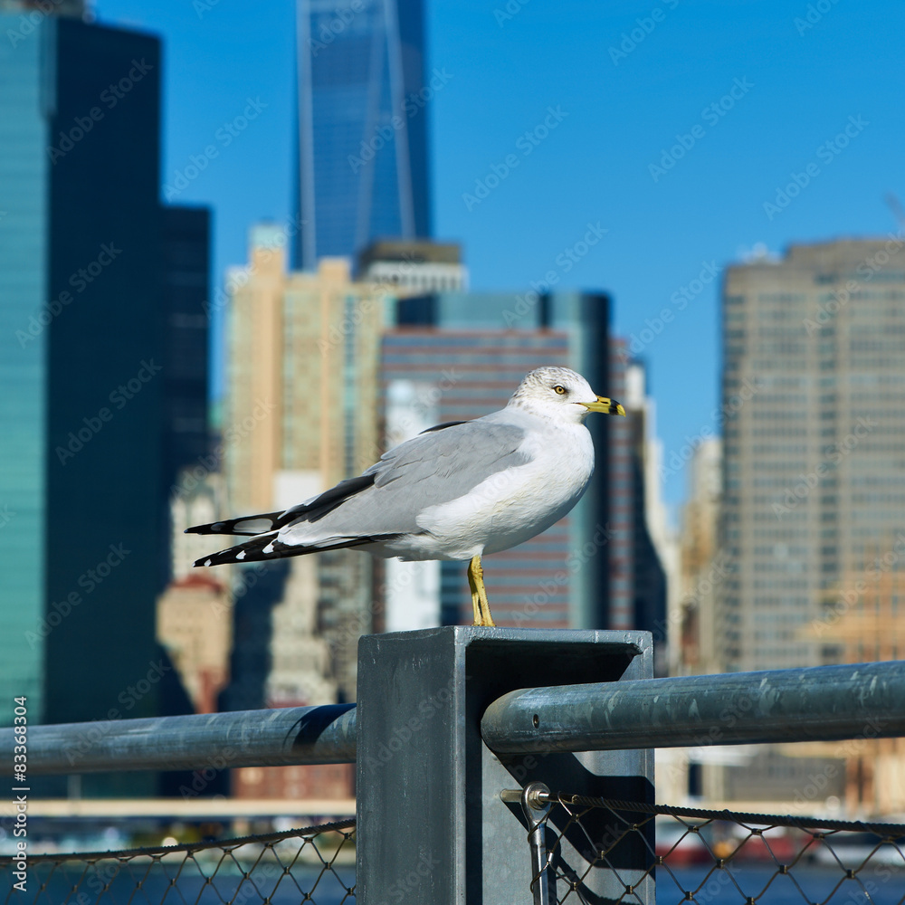 Obraz premium Seagull with Manhattan in background.