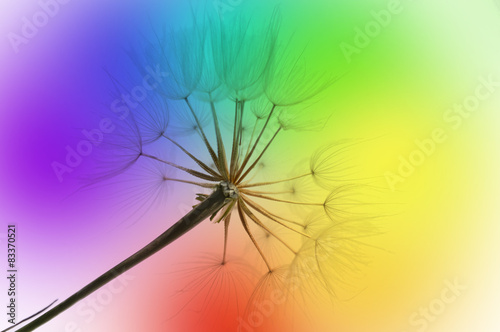  dandelion on rainbow background