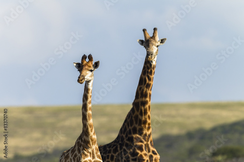 Canvas Print Giraffes Wildlife