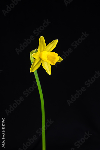 Miniature daff photo