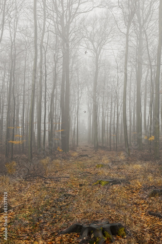 Nebel im Wald © Pixsas