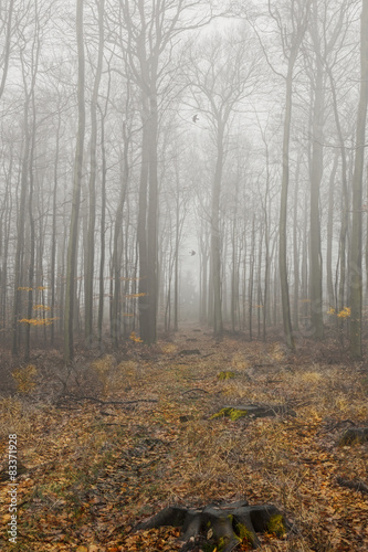 Nebel im Wald