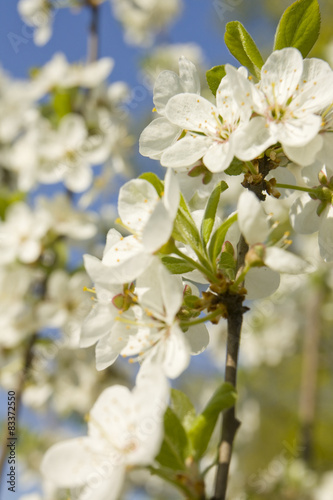 Cherry flowers