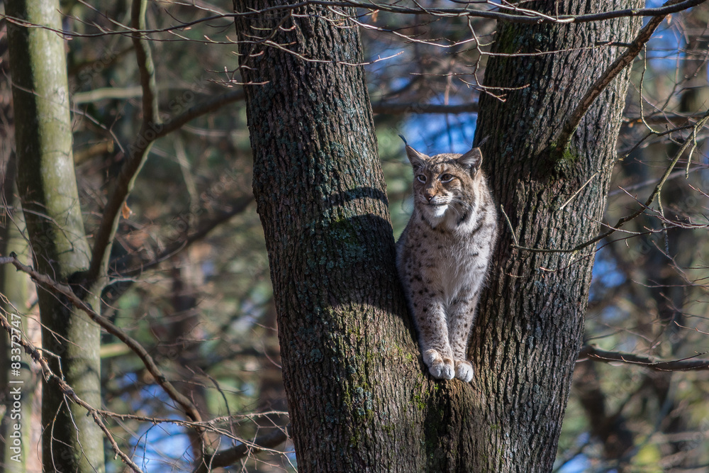 Naklejka premium Luchs, Wildpark Kaiserslautern