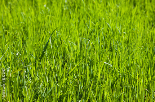 Green grass as background