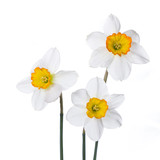 Three narcissus in colorful vases on a white background.