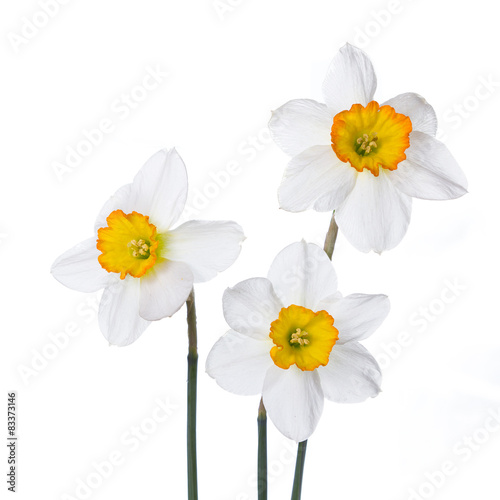 Fototapeta Three narcissus in colorful vases on a white background.