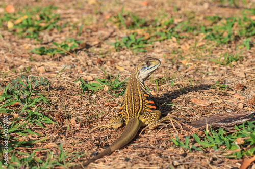 Butterfly lizard(Leiolepidinae) in nature photo