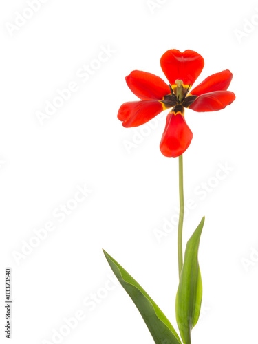 red tulip with black center